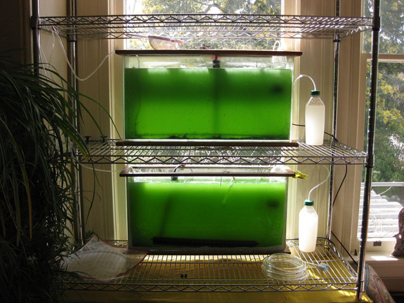 spirulina aquarium